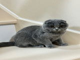 Chatons Scottish Fold à vendre