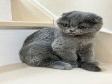 Chatons Scottish Fold à vendre