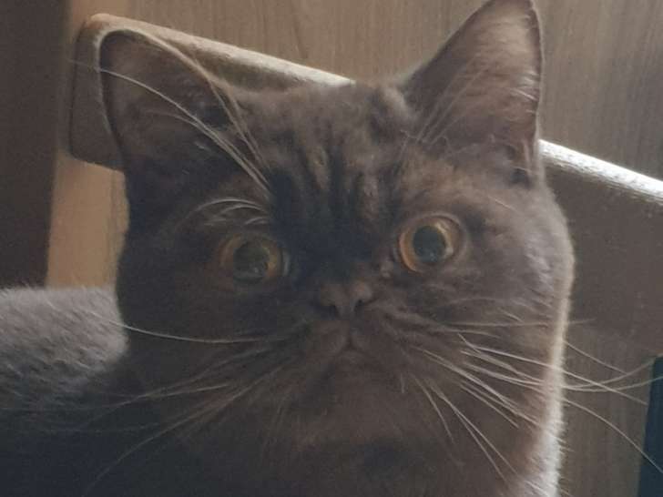 2 adorables chatons British Shorthair LOOF à vendre