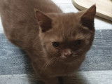 2 adorables chatons British Shorthair LOOF à vendre