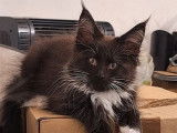 À réserver : 1 chaton mâle Maine Coon LOOF