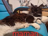À réserver : 1 chaton mâle Maine Coon LOOF