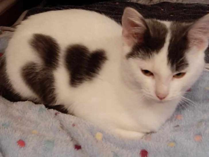 Chaton mâle à la recherche d'un foyer