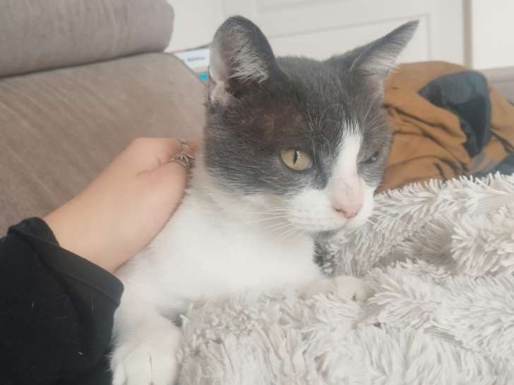 À adopter : chatte de 2 ans