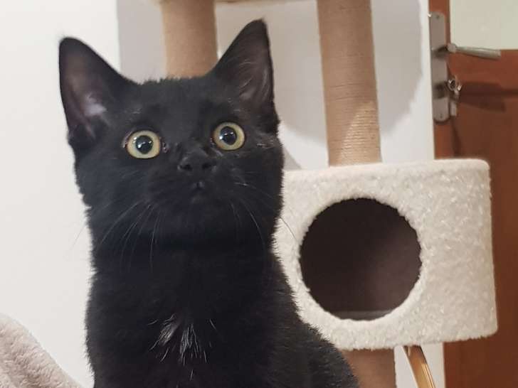 Disponible à l'adoption : chatonne noire