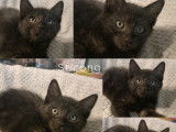 En quête d’une famille : chaton mâle de 3 mois