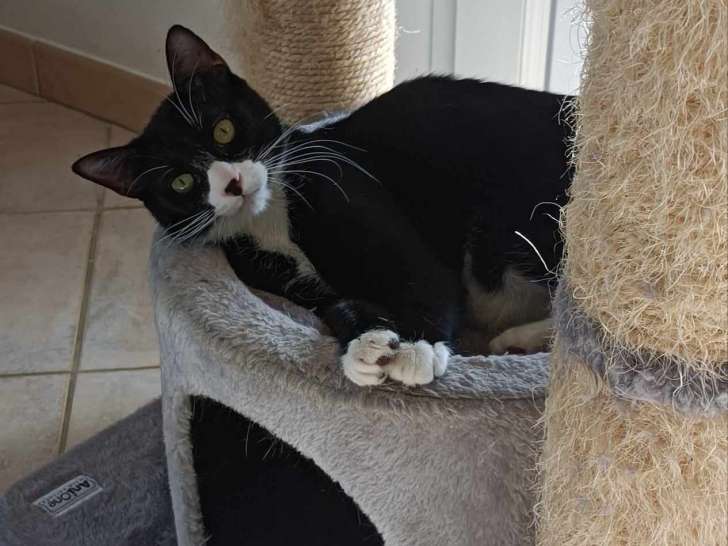 Disponible à l'adoption : chat âgé d'un an