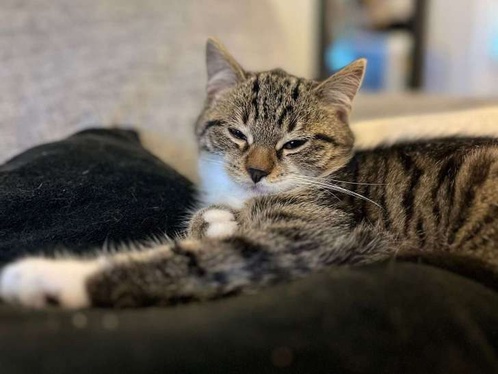 Chaton mâle tigré blanc à adopter