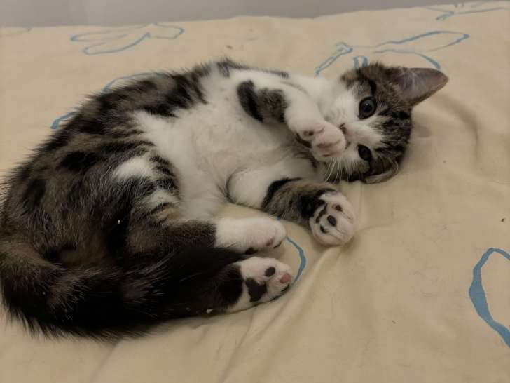 Chaton mâle de 4 mois disponible à l'adoption