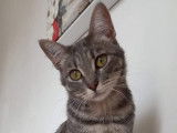 Prête pour l’adoption : chatte tigré gris