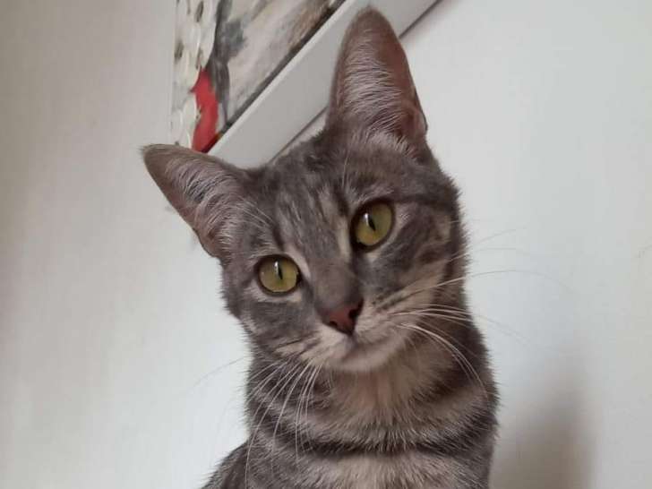 Prête pour l’adoption : chatte tigré gris