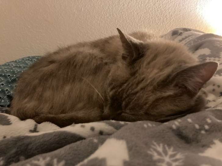 À accueillir : chat seal point