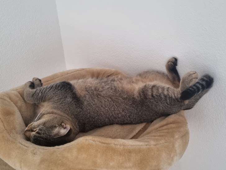 En attente d’une famille : chatte tigrée
