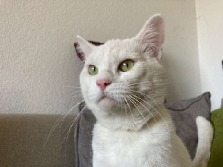 À la recherche d’un foyer : chat au pelage blanc