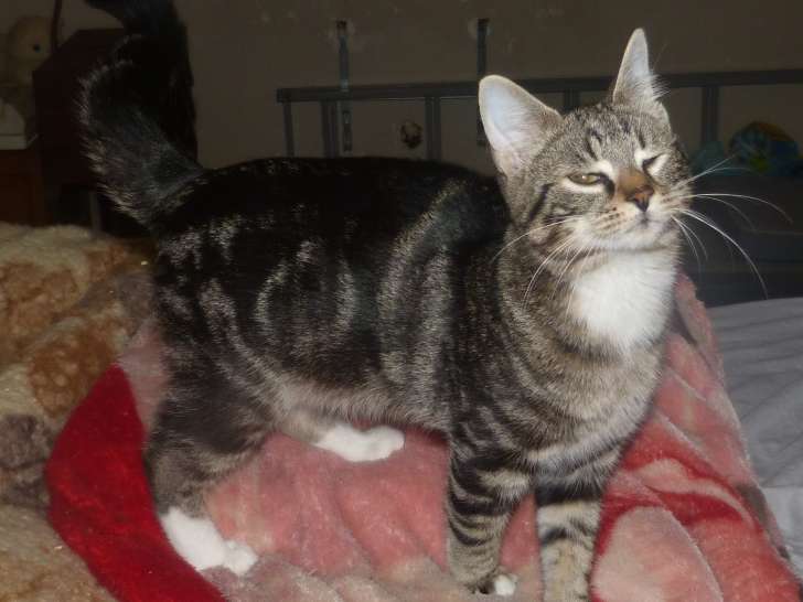 Disponibles à l'adoption, 2 chatons