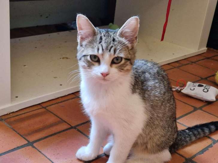 En quête d'une famille, chaton femelle tigré blanc