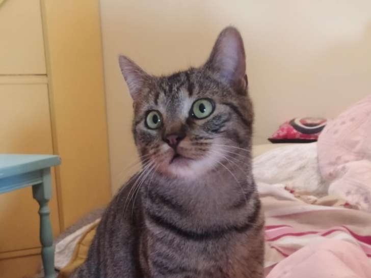 Félix, jeune chat à adopter