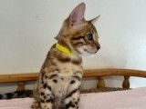 Magnifique chaton Bengal LOOF à vendre