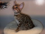 Magnifique chatonne Bengal LOOF à vendre