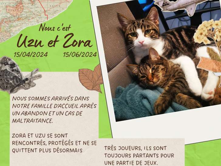 À adopter : chatons femelles marrons