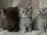 Chatons de race British Shorthair à vendre (2 femelles & 2 mâles)