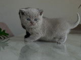 Chatons de race British Shorthair à vendre (2 femelles & 2 mâles)