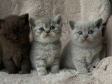 Chatons de race British Shorthair à vendre (2 femelles & 2 mâles)