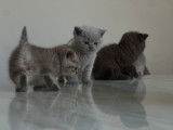 Chatons de race British Shorthair à vendre (2 femelles & 2 mâles)