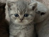 Chatons de race British Shorthair à vendre (2 femelles & 2 mâles)