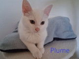 2 chatonnes blanches disponibles à l'adoption