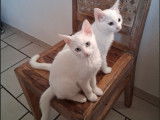 2 chatonnes blanches disponibles à l'adoption
