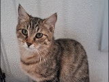 Chaton femelle tigré en attente d'adoption