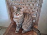 Chaton femelle tigré en attente d'adoption