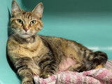 Chatte adulte en quête d’un foyer
