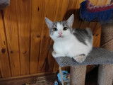 Disponible à l'adoption, chatte gris et blanc