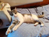 Disponible à l'adoption, chatte gris et blanc