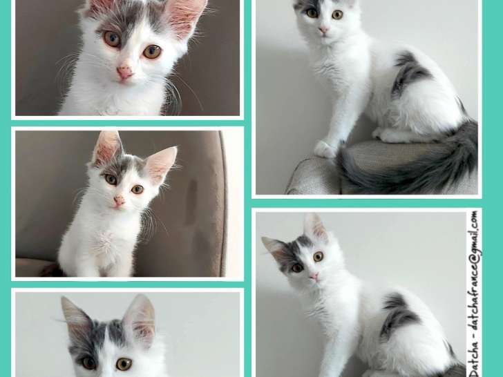 En attente d'adoption, chaton mâle gris et blanc