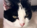 Chatte noir et blanc en attente d’adoption