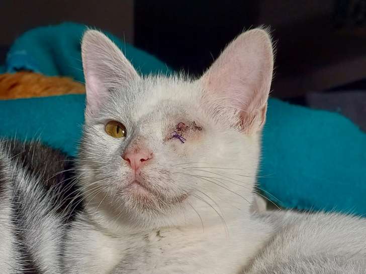 Chaton femelle blanc à la recherche d’une famille