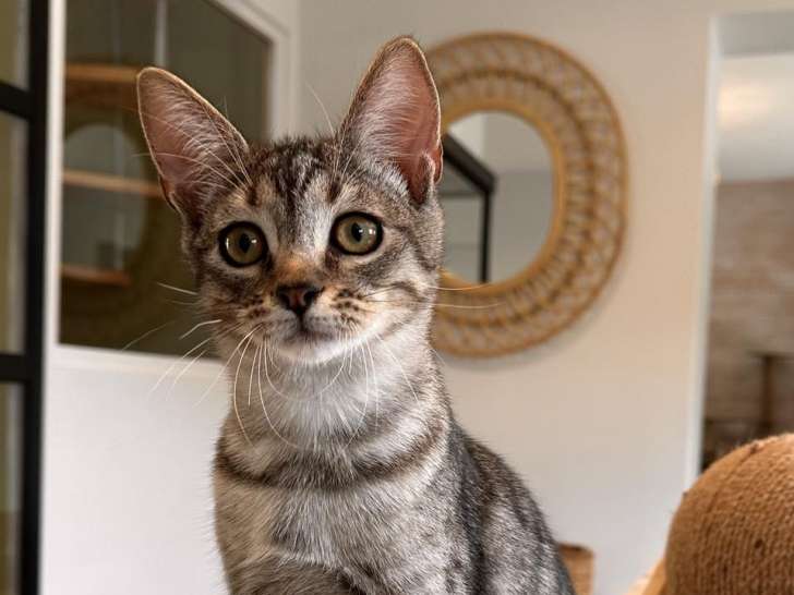 À adopter, chatonne de 6 mois