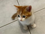 À adopter : chaton mâle roux et blanc