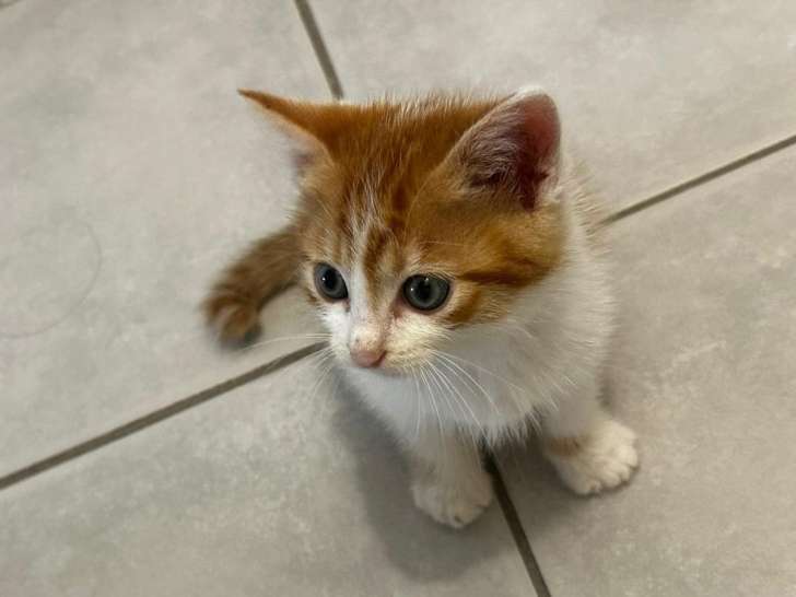 À adopter : chaton mâle roux et blanc