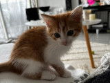 À adopter : chaton mâle roux et blanc