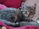 À adopter : chaton mâle tigré