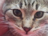 À adopter : chaton mâle tigré