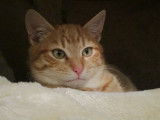 Disponible à l'adoption : chat au pelage roux