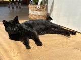 À adopter : chat noir