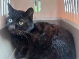 À adopter : chat noir