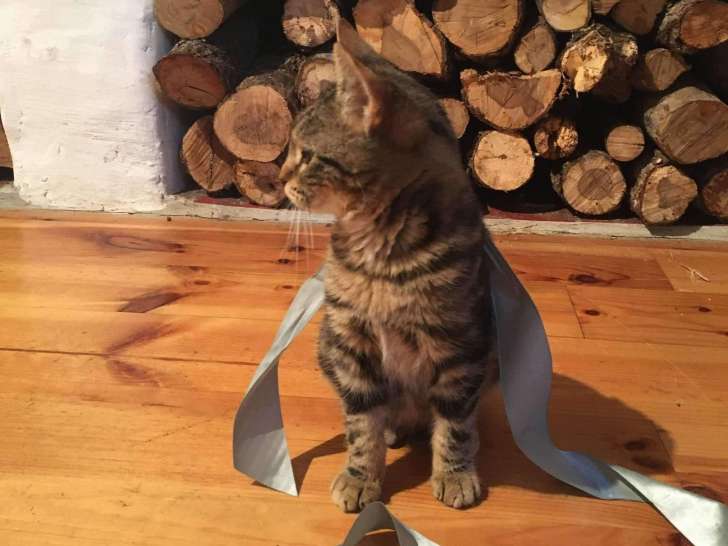 Chaton mâle de 6 mois à adopter