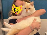 Chat roux et blanc d’un an disponible à l'adoption